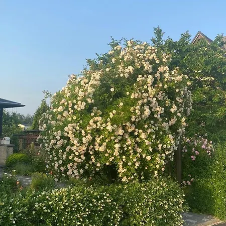 Apartment Hinterhermsdorf Glaser *